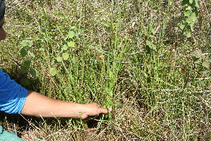  ( - BioBot11746)  @11 [ ] CreativeCommons - Attribution Non-Commercial Share-Alike (2010) Daniel H. Janzen Guanacaste Dry Forest Conservation Fund