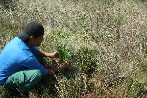  ( - BioBot11747)  @11 [ ] CreativeCommons - Attribution Non-Commercial Share-Alike (2010) Daniel H. Janzen Guanacaste Dry Forest Conservation Fund