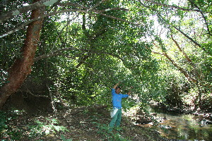  ( - BioBot11752)  @11 [ ] CreativeCommons - Attribution Non-Commercial Share-Alike (2010) Daniel H. Janzen Guanacaste Dry Forest Conservation Fund