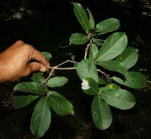  ( - BioBot11752)  @11 [ ] CreativeCommons - Attribution Non-Commercial Share-Alike (2010) Daniel H. Janzen Guanacaste Dry Forest Conservation Fund