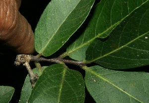  ( - BioBot11752)  @11 [ ] CreativeCommons - Attribution Non-Commercial Share-Alike (2010) Daniel H. Janzen Guanacaste Dry Forest Conservation Fund