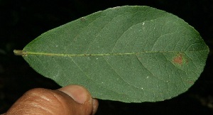  ( - BioBot11752)  @11 [ ] CreativeCommons - Attribution Non-Commercial Share-Alike (2010) Daniel H. Janzen Guanacaste Dry Forest Conservation Fund