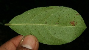  ( - BioBot11752)  @11 [ ] CreativeCommons - Attribution Non-Commercial Share-Alike (2010) Daniel H. Janzen Guanacaste Dry Forest Conservation Fund