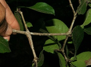 ( - BioBot11752)  @11 [ ] CreativeCommons - Attribution Non-Commercial Share-Alike (2010) Daniel H. Janzen Guanacaste Dry Forest Conservation Fund
