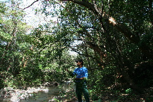  ( - BioBot11753)  @11 [ ] CreativeCommons - Attribution Non-Commercial Share-Alike (2010) Daniel H. Janzen Guanacaste Dry Forest Conservation Fund