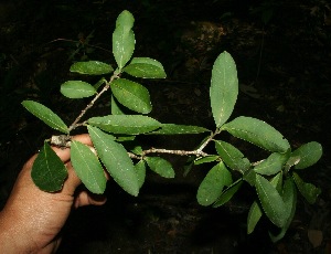  ( - BioBot11753)  @11 [ ] CreativeCommons - Attribution Non-Commercial Share-Alike (2010) Daniel H. Janzen Guanacaste Dry Forest Conservation Fund