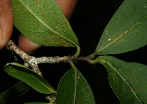  ( - BioBot11753)  @11 [ ] CreativeCommons - Attribution Non-Commercial Share-Alike (2010) Daniel H. Janzen Guanacaste Dry Forest Conservation Fund