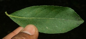  ( - BioBot11753)  @11 [ ] CreativeCommons - Attribution Non-Commercial Share-Alike (2010) Daniel H. Janzen Guanacaste Dry Forest Conservation Fund