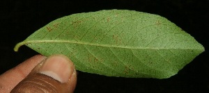  ( - BioBot11753)  @11 [ ] CreativeCommons - Attribution Non-Commercial Share-Alike (2010) Daniel H. Janzen Guanacaste Dry Forest Conservation Fund