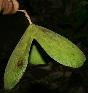 ( - BioBot11753)  @11 [ ] CreativeCommons - Attribution Non-Commercial Share-Alike (2010) Daniel H. Janzen Guanacaste Dry Forest Conservation Fund