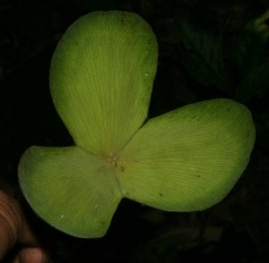  ( - BioBot11753)  @11 [ ] CreativeCommons - Attribution Non-Commercial Share-Alike (2010) Daniel H. Janzen Guanacaste Dry Forest Conservation Fund