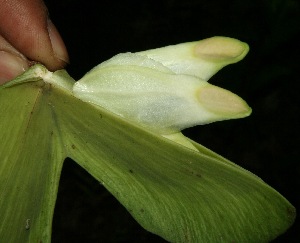  ( - BioBot11753)  @11 [ ] CreativeCommons - Attribution Non-Commercial Share-Alike (2010) Daniel H. Janzen Guanacaste Dry Forest Conservation Fund