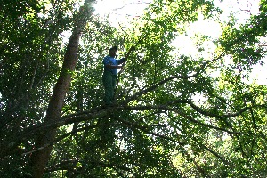  ( - BioBot11754)  @11 [ ] CreativeCommons - Attribution Non-Commercial Share-Alike (2010) Daniel H. Janzen Guanacaste Dry Forest Conservation Fund