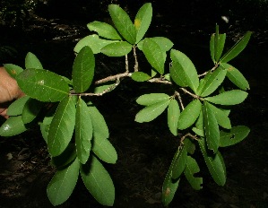  ( - BioBot11754)  @11 [ ] CreativeCommons - Attribution Non-Commercial Share-Alike (2010) Daniel H. Janzen Guanacaste Dry Forest Conservation Fund