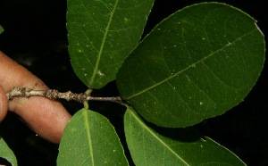  ( - BioBot11754)  @11 [ ] CreativeCommons - Attribution Non-Commercial Share-Alike (2010) Daniel H. Janzen Guanacaste Dry Forest Conservation Fund