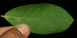  ( - BioBot11754)  @11 [ ] CreativeCommons - Attribution Non-Commercial Share-Alike (2010) Daniel H. Janzen Guanacaste Dry Forest Conservation Fund