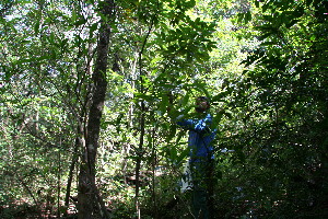  ( - BioBot11755)  @11 [ ] CreativeCommons - Attribution Non-Commercial Share-Alike (2010) Daniel H. Janzen Guanacaste Dry Forest Conservation Fund