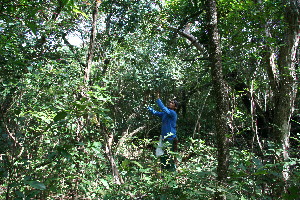  ( - BioBot11757)  @11 [ ] CreativeCommons - Attribution Non-Commercial Share-Alike (2010) Daniel H. Janzen Guanacaste Dry Forest Conservation Fund
