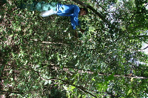  ( - BioBot11758)  @11 [ ] CreativeCommons - Attribution Non-Commercial Share-Alike (2010) Daniel H. Janzen Guanacaste Dry Forest Conservation Fund