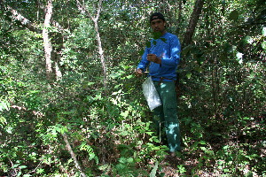  (Pedilanthus - BioBot11759)  @11 [ ] CreativeCommons - Attribution Non-Commercial Share-Alike (2010) Daniel H. Janzen Guanacaste Dry Forest Conservation Fund