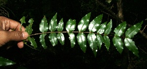 ( - BioBot11763)  @11 [ ] CreativeCommons - Attribution Non-Commercial Share-Alike (2010) Daniel H. Janzen Guanacaste Dry Forest Conservation Fund