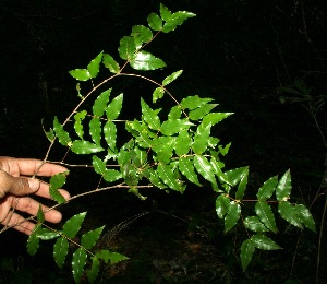  ( - BioBot11764)  @11 [ ] CreativeCommons - Attribution Non-Commercial Share-Alike (2010) Daniel H. Janzen Guanacaste Dry Forest Conservation Fund