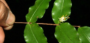  ( - BioBot11764)  @11 [ ] CreativeCommons - Attribution Non-Commercial Share-Alike (2010) Daniel H. Janzen Guanacaste Dry Forest Conservation Fund