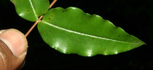  ( - BioBot11764)  @11 [ ] CreativeCommons - Attribution Non-Commercial Share-Alike (2010) Daniel H. Janzen Guanacaste Dry Forest Conservation Fund