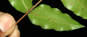  ( - BioBot11764)  @11 [ ] CreativeCommons - Attribution Non-Commercial Share-Alike (2010) Daniel H. Janzen Guanacaste Dry Forest Conservation Fund