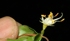  ( - BioBot11764)  @11 [ ] CreativeCommons - Attribution Non-Commercial Share-Alike (2010) Daniel H. Janzen Guanacaste Dry Forest Conservation Fund