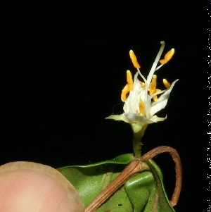  (Mouriri myrtilloides - BioBot11764)  @11 [ ] CreativeCommons - Attribution Non-Commercial Share-Alike (2010) Daniel H. Janzen Guanacaste Dry Forest Conservation Fund