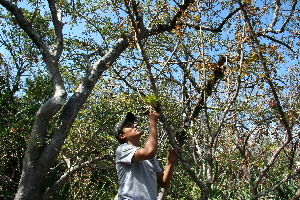  ( - BioBot11779)  @11 [ ] CreativeCommons - Attribution Non-Commercial Share-Alike (2010) Daniel H. Janzen Guanacaste Dry Forest Conservation Fund