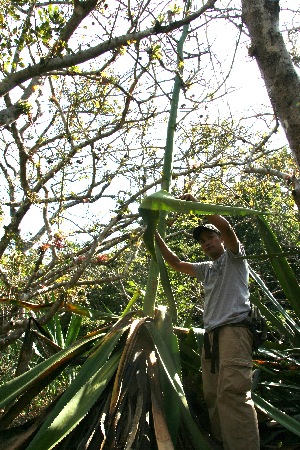  ( - BioBot11785)  @11 [ ] CreativeCommons - Attribution Non-Commercial Share-Alike (2010) Daniel H. Janzen Guanacaste Dry Forest Conservation Fund