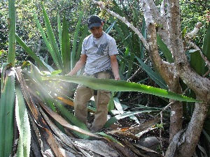  ( - BioBot11785)  @11 [ ] CreativeCommons - Attribution Non-Commercial Share-Alike (2010) Daniel H. Janzen Guanacaste Dry Forest Conservation Fund