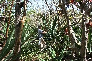  ( - BioBot11786)  @11 [ ] CreativeCommons - Attribution Non-Commercial Share-Alike (2010) Daniel H. Janzen Guanacaste Dry Forest Conservation Fund