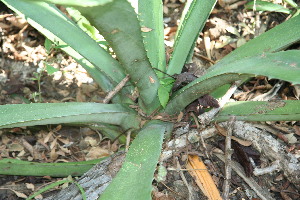  ( - BioBot11787)  @11 [ ] CreativeCommons - Attribution Non-Commercial Share-Alike (2010) Daniel H. Janzen Guanacaste Dry Forest Conservation Fund