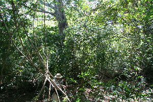  ( - BioBot11794)  @11 [ ] CreativeCommons - Attribution Non-Commercial Share-Alike (2010) Daniel H. Janzen Guanacaste Dry Forest Conservation Fund