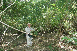  ( - BioBot11794)  @11 [ ] CreativeCommons - Attribution Non-Commercial Share-Alike (2010) Daniel H. Janzen Guanacaste Dry Forest Conservation Fund