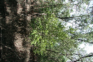  ( - BioBot11797)  @11 [ ] CreativeCommons - Attribution Non-Commercial Share-Alike (2010) Daniel H. Janzen Guanacaste Dry Forest Conservation Fund