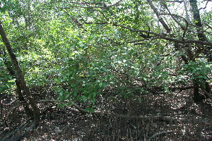  ( - BioBot11798)  @11 [ ] CreativeCommons - Attribution Non-Commercial Share-Alike (2010) Daniel H. Janzen Guanacaste Dry Forest Conservation Fund