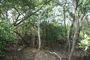  ( - BioBot11800)  @11 [ ] CreativeCommons - Attribution Non-Commercial Share-Alike (2010) Daniel H. Janzen Guanacaste Dry Forest Conservation Fund