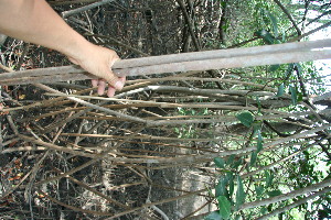  ( - BioBot11800)  @11 [ ] CreativeCommons - Attribution Non-Commercial Share-Alike (2010) Daniel H. Janzen Guanacaste Dry Forest Conservation Fund