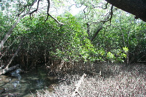  ( - BioBot11801)  @11 [ ] CreativeCommons - Attribution Non-Commercial Share-Alike (2010) Daniel H. Janzen Guanacaste Dry Forest Conservation Fund