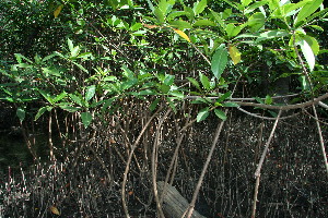  ( - BioBot11801)  @11 [ ] CreativeCommons - Attribution Non-Commercial Share-Alike (2010) Daniel H. Janzen Guanacaste Dry Forest Conservation Fund