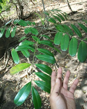  ( - BioBot11803)  @11 [ ] CreativeCommons - Attribution Non-Commercial Share-Alike (2010) Daniel H. Janzen Guanacaste Dry Forest Conservation Fund