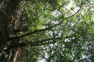  ( - BioBot11804)  @11 [ ] CreativeCommons - Attribution Non-Commercial Share-Alike (2010) Daniel H. Janzen Guanacaste Dry Forest Conservation Fund