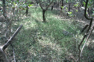  ( - BioBot11811)  @11 [ ] CreativeCommons - Attribution Non-Commercial Share-Alike (2010) Daniel H. Janzen Guanacaste Dry Forest Conservation Fund