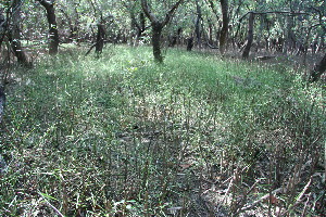  ( - BioBot11811)  @11 [ ] CreativeCommons - Attribution Non-Commercial Share-Alike (2010) Daniel H. Janzen Guanacaste Dry Forest Conservation Fund