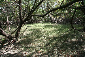  ( - BioBot11812)  @11 [ ] CreativeCommons - Attribution Non-Commercial Share-Alike (2010) Daniel H. Janzen Guanacaste Dry Forest Conservation Fund