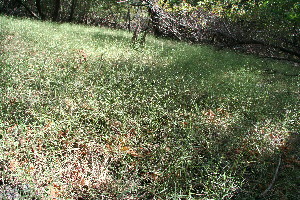  ( - BioBot11812)  @11 [ ] CreativeCommons - Attribution Non-Commercial Share-Alike (2010) Daniel H. Janzen Guanacaste Dry Forest Conservation Fund